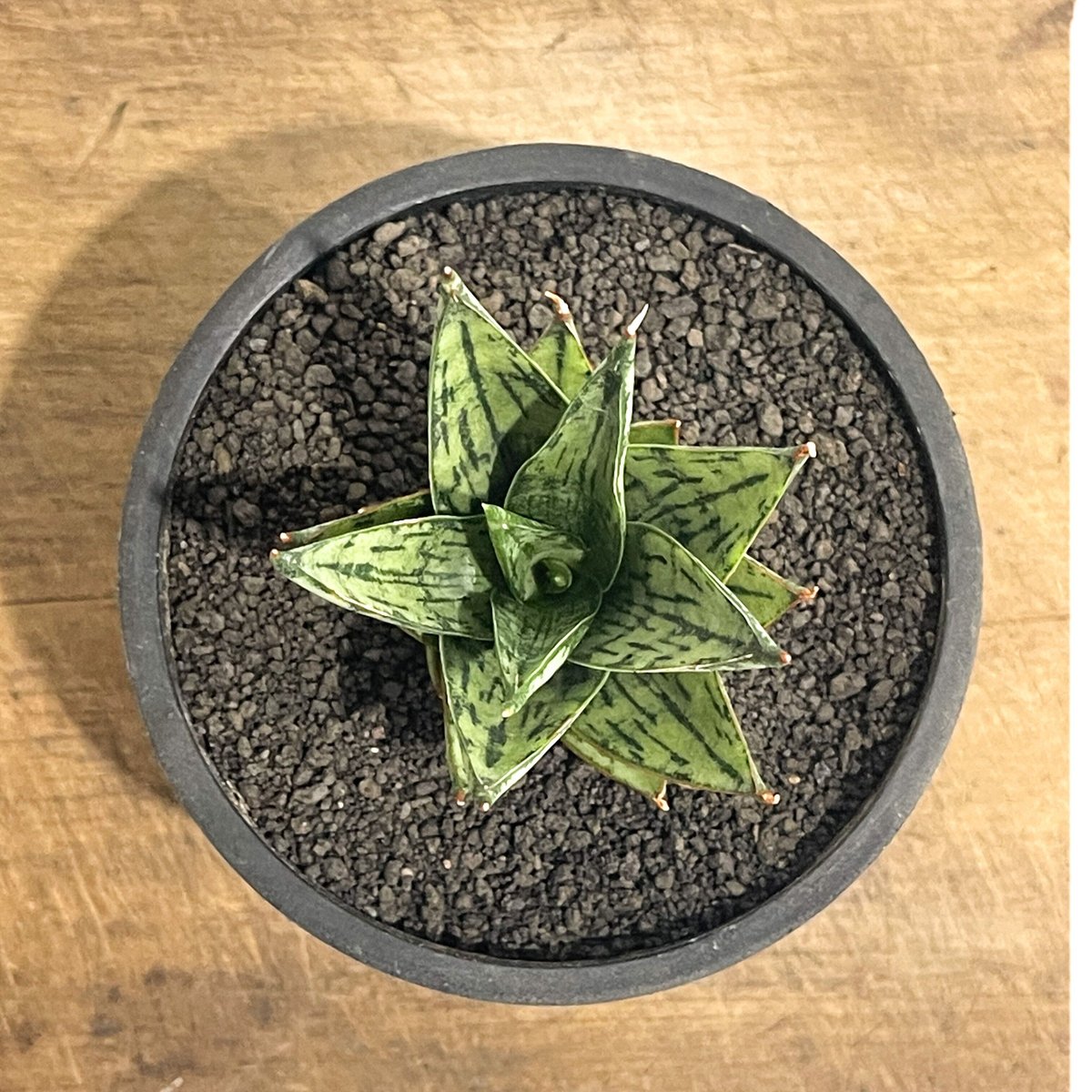 Sansevieria \"Margarita' Variegated 極上親株 Sansevieria Marga Variegated – Succulentasia