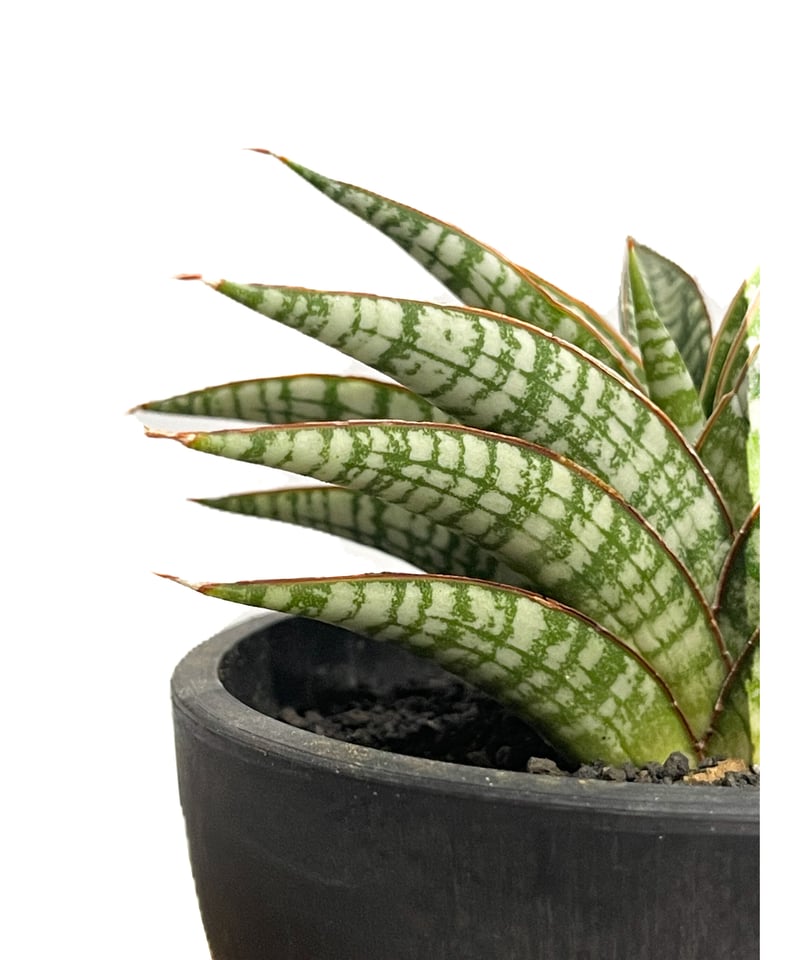 サンセベリア ブントゥン「Sansevieria Bunthung」7/1-896 | SHO サンセベリア ブントゥン「Sansevieria Bunthung」7/1-896 | SHO