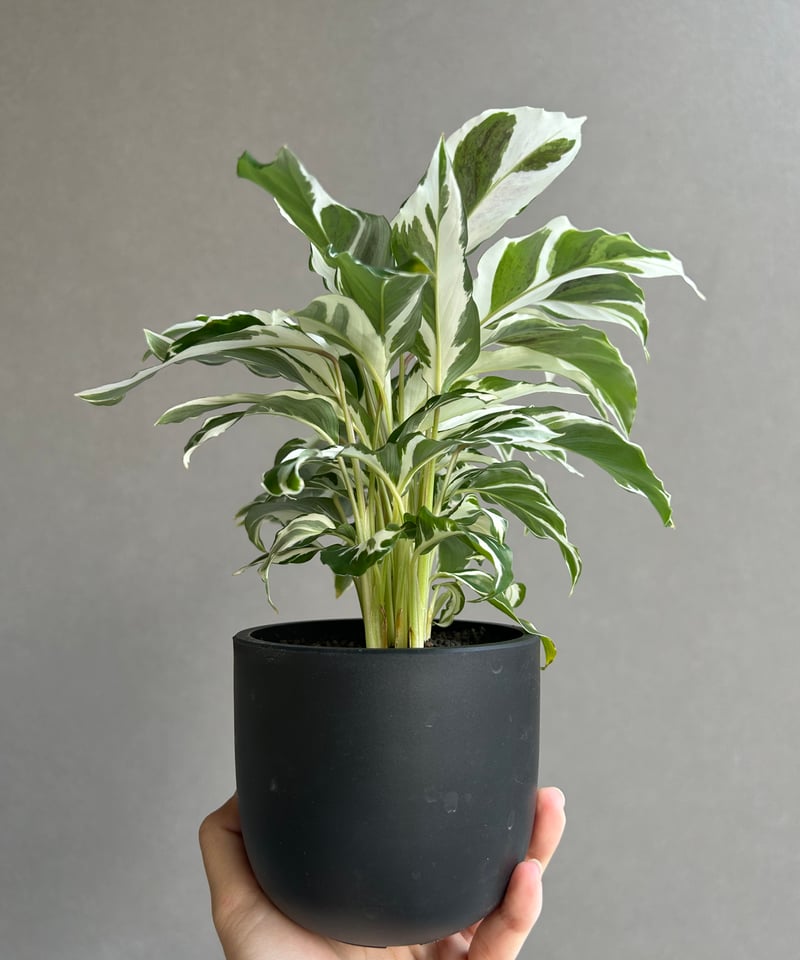 カラテア ホワイトフュージョン 園芸ネット本店｜カラテア：ホワイトフュージョン 3.5号ポット の通販