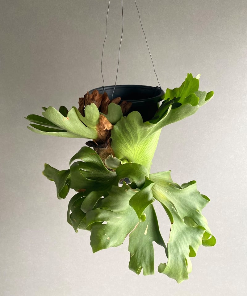 ビカクシダ スリナリウム（P. コロ ナリウムxP.ワンダエ