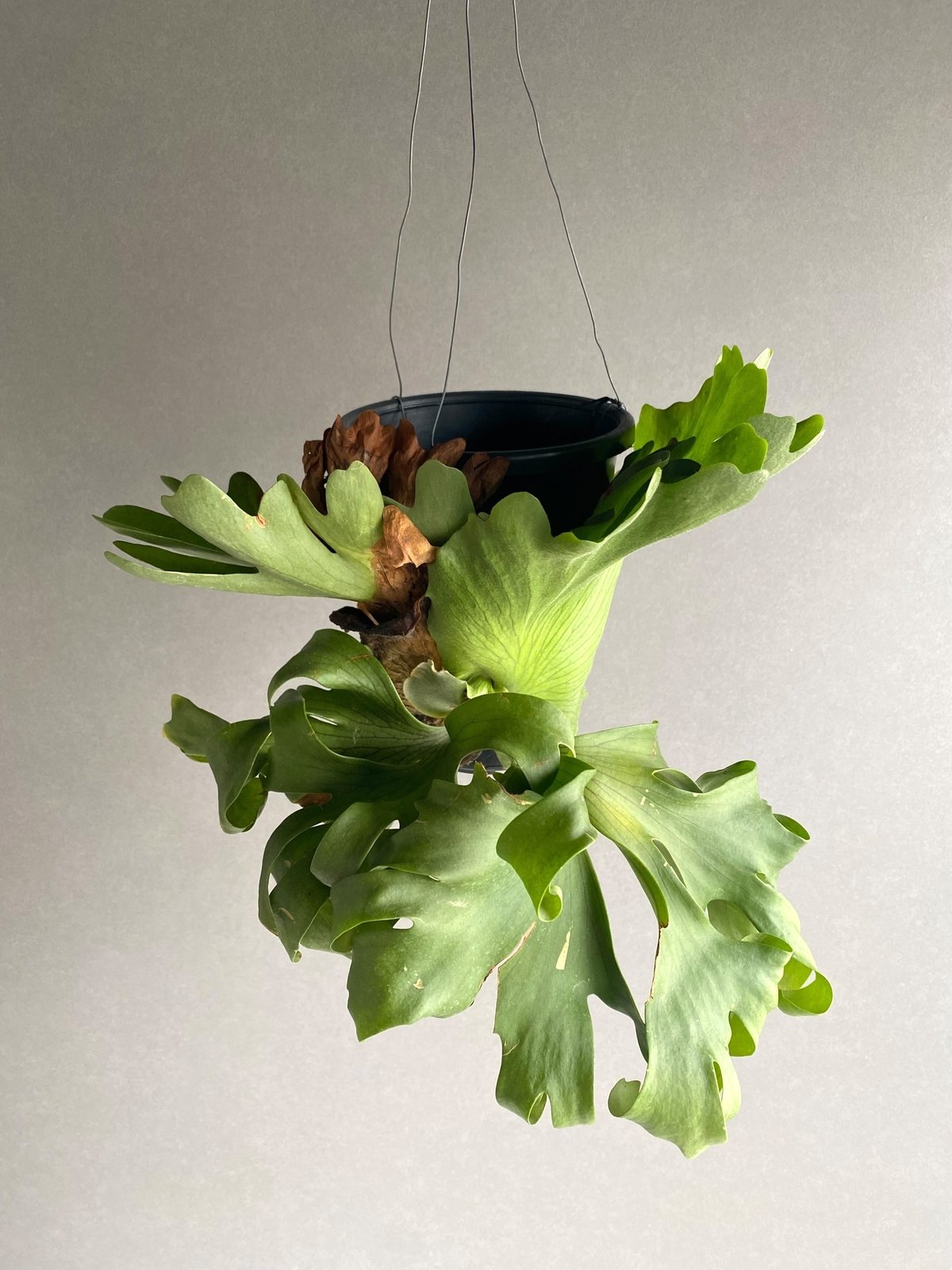 ビカクシダ スリナリウム（P. コロ ナリウムxP.ワンダエ