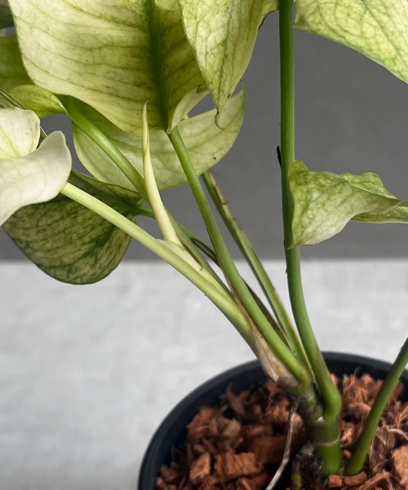 ラフィドフォラ ジニー ホワイト モンスター 「Rhaphidophora Ginny Whi