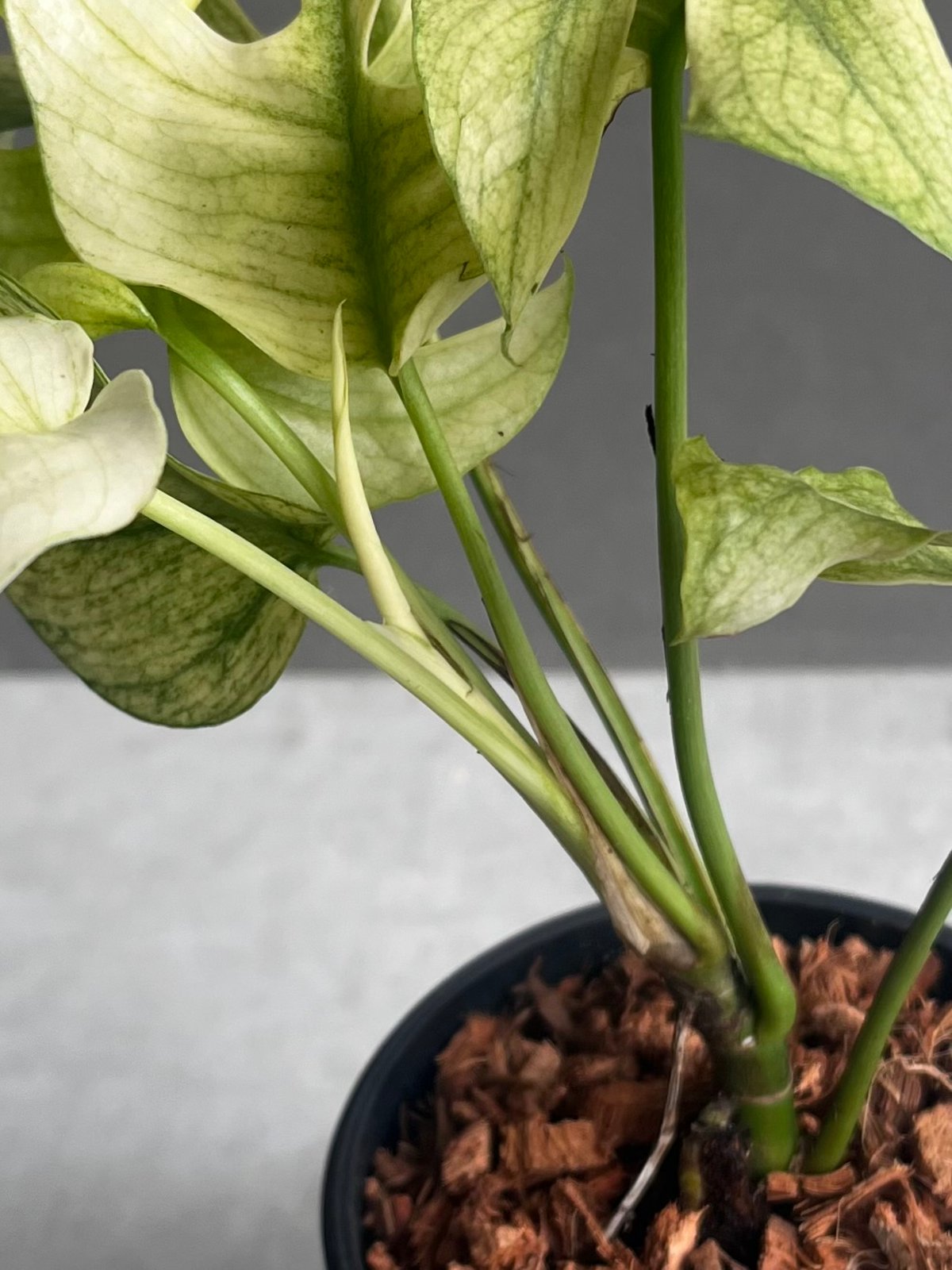 ラフィドフォラ ジニー ホワイト モンスター 「Rhaphidophora Ginny Whi