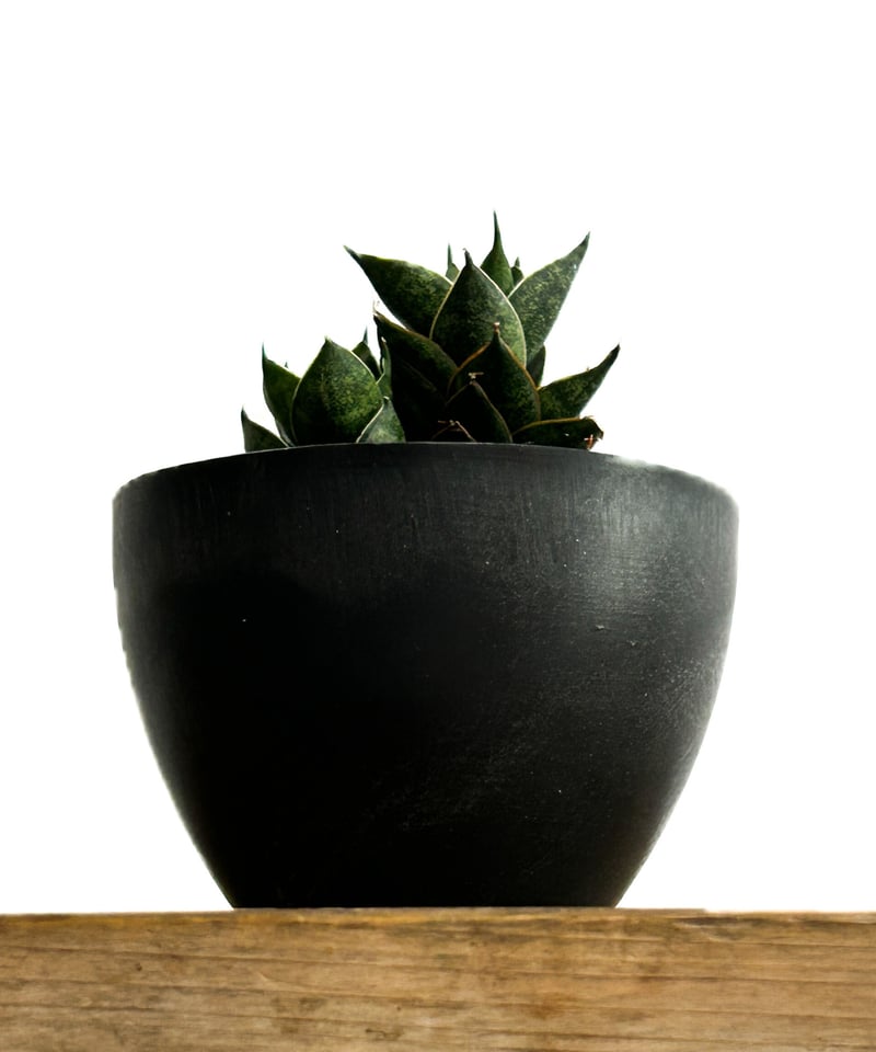 サンスベリア ブラックブラジリアン　バリエガータ　綴化 サンセベリア ブラック アンツ「Sansevieria Black Ant」4/13