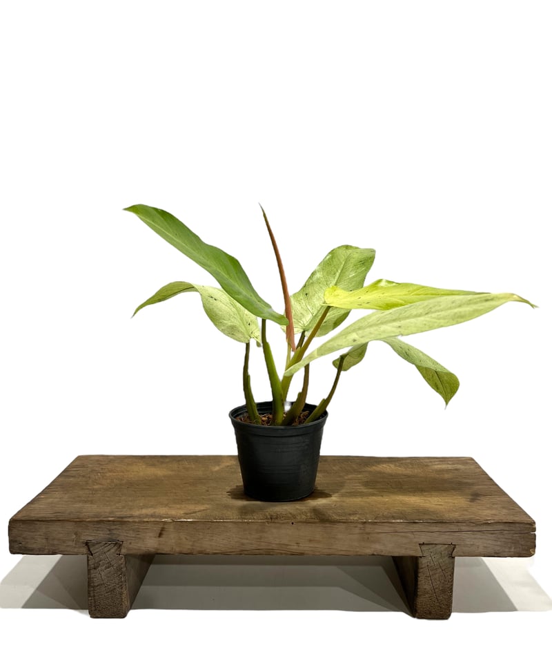 フィロデンドロン ホイップル ウェイ 「Philodendron whipple フィロデンドロン ホイップル ウェイ 「Philodendron whipple
