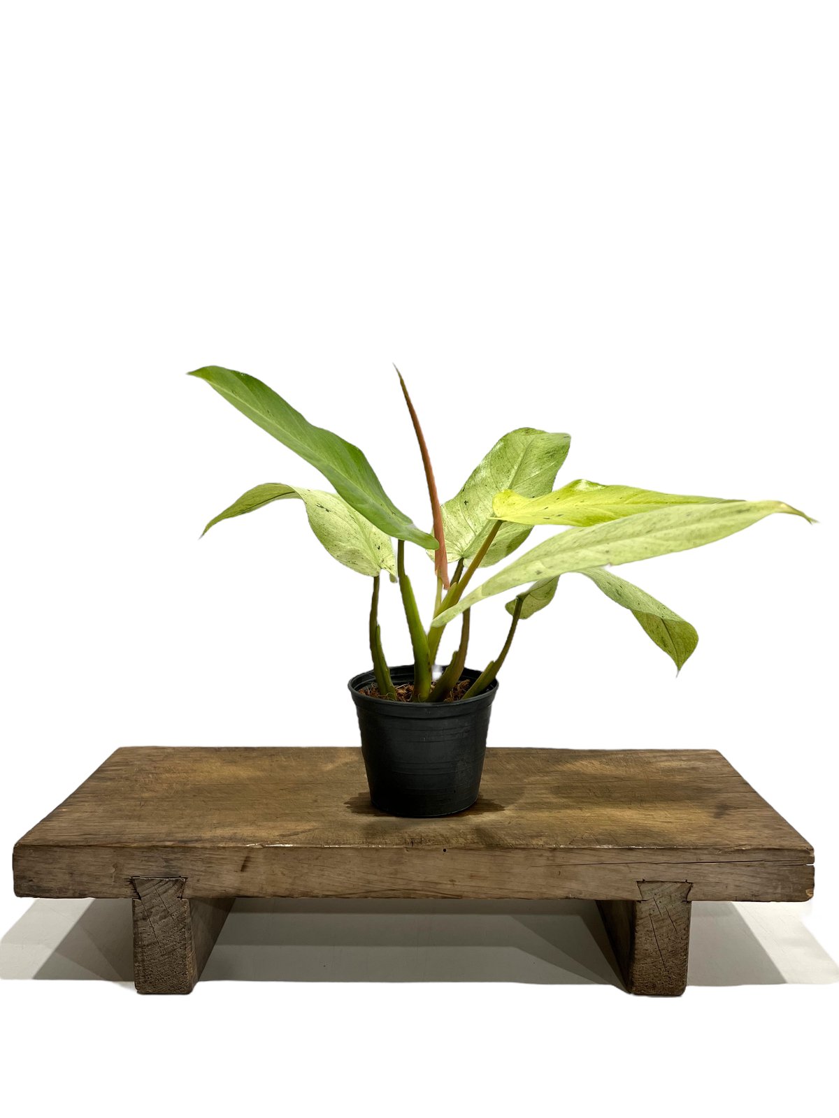 フィロデンドロン ホイップル ウェイ 「Philodendron whipple フィロデンドロン ホイップル ウェイ 「Philodendron whipple