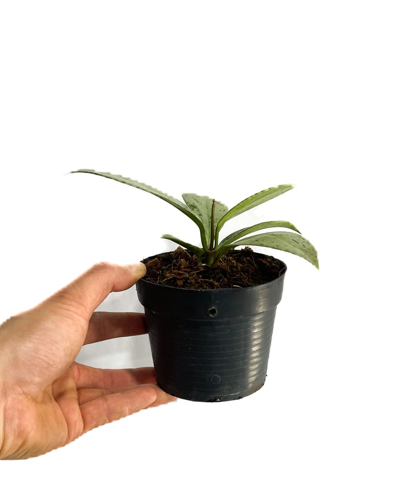 ホヤ プビカリクス シルバー ゴースト 「Hoya pubicalyx Silver ホヤ プビカリクス シルバー ゴースト 「Hoya pubicalyx Silver