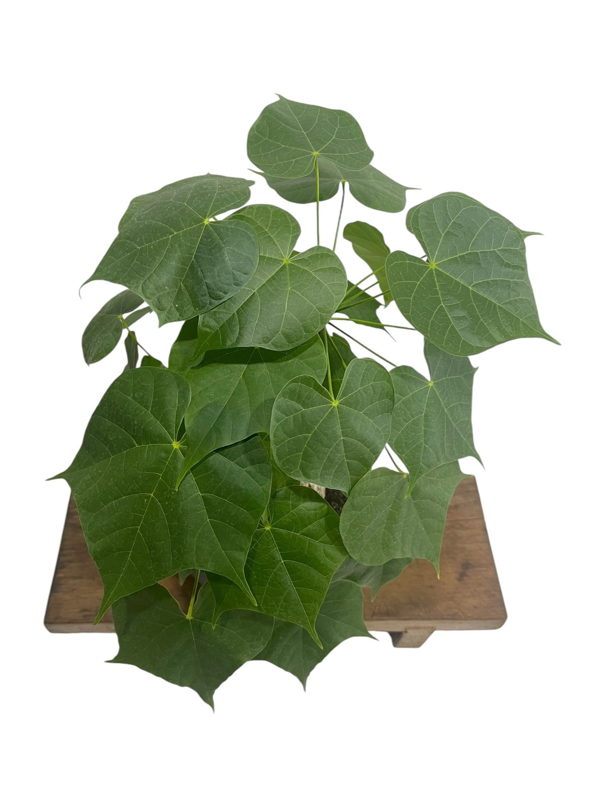 フィルミアナ コロラータ 「Firmiana colorata」1T | SHOUCHIKUEN