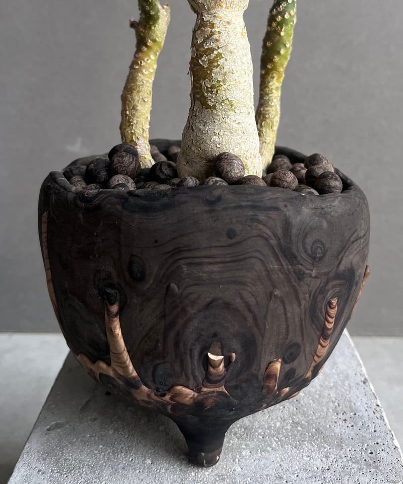 ドルステニア フォエチダ x ラブラニー +plantsmonsters pot 「Dorst