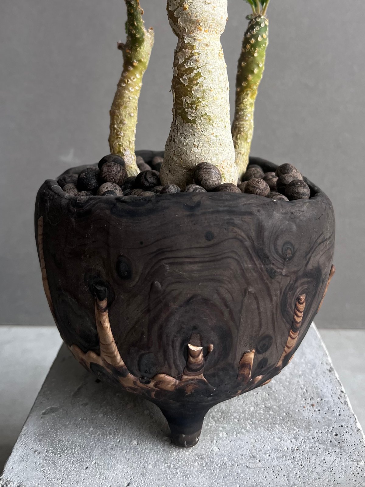 ドルステニア フォエチダ x ラブラニー +plantsmonsters pot 「Dorst