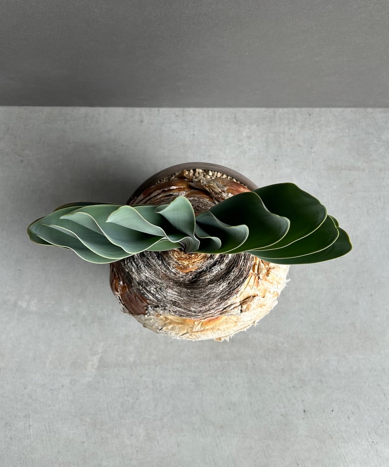 ブーファン ハエマンソイデス 「Boophane haemanthoides」5O | SHO