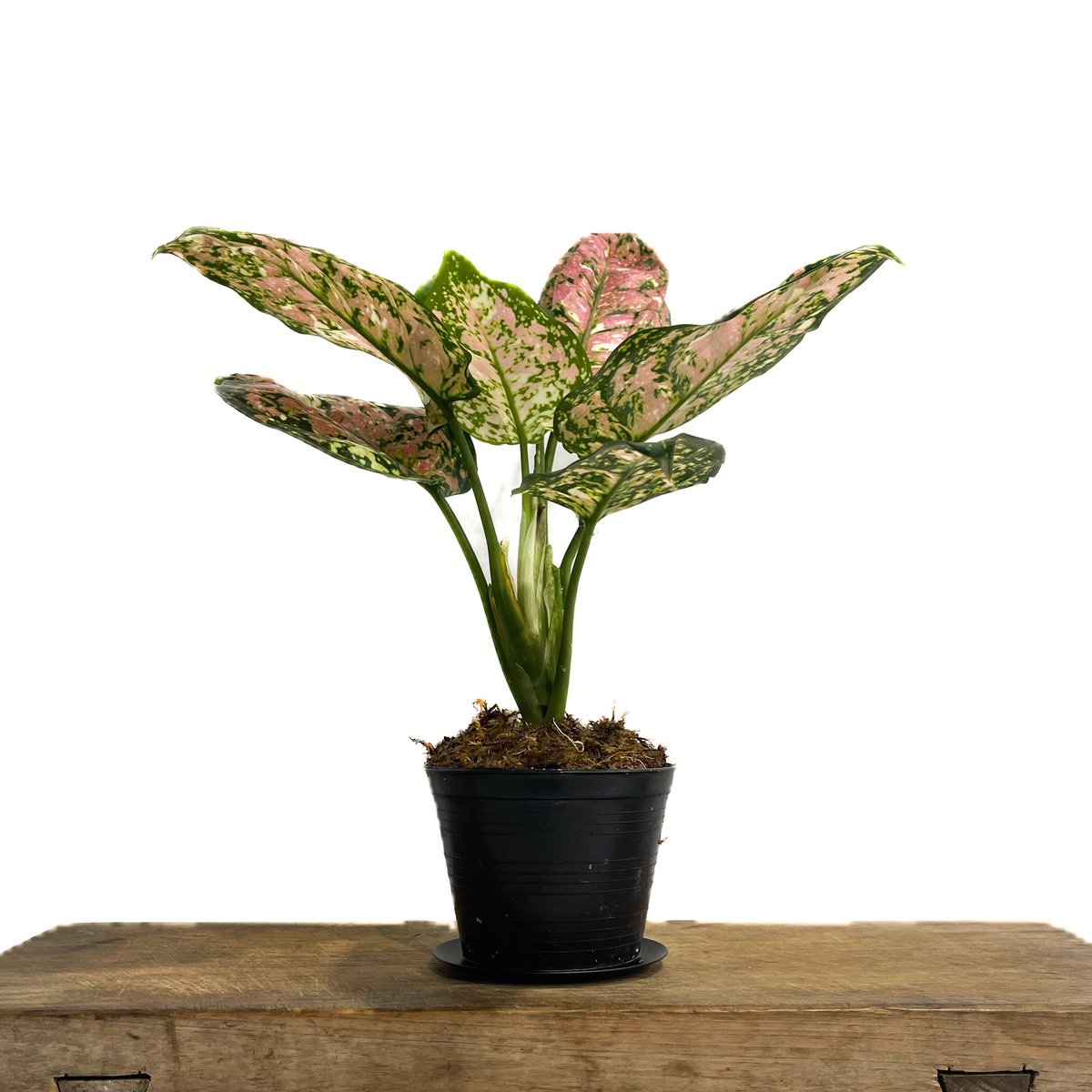 アグラオネマ アンヤマニー トリカラー「Aglaonema Unyamanee Tricolo
