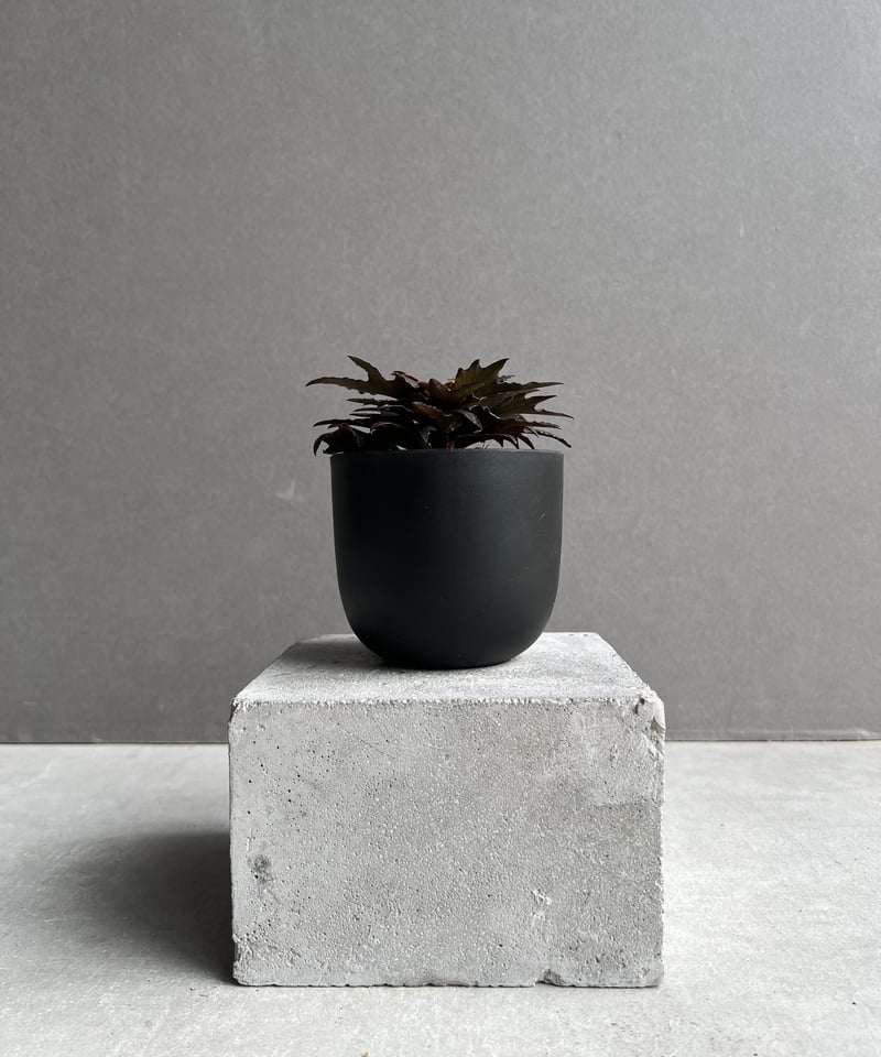ユーフォルビア フランコイシー “エスプレッソ”「 Euphorbia