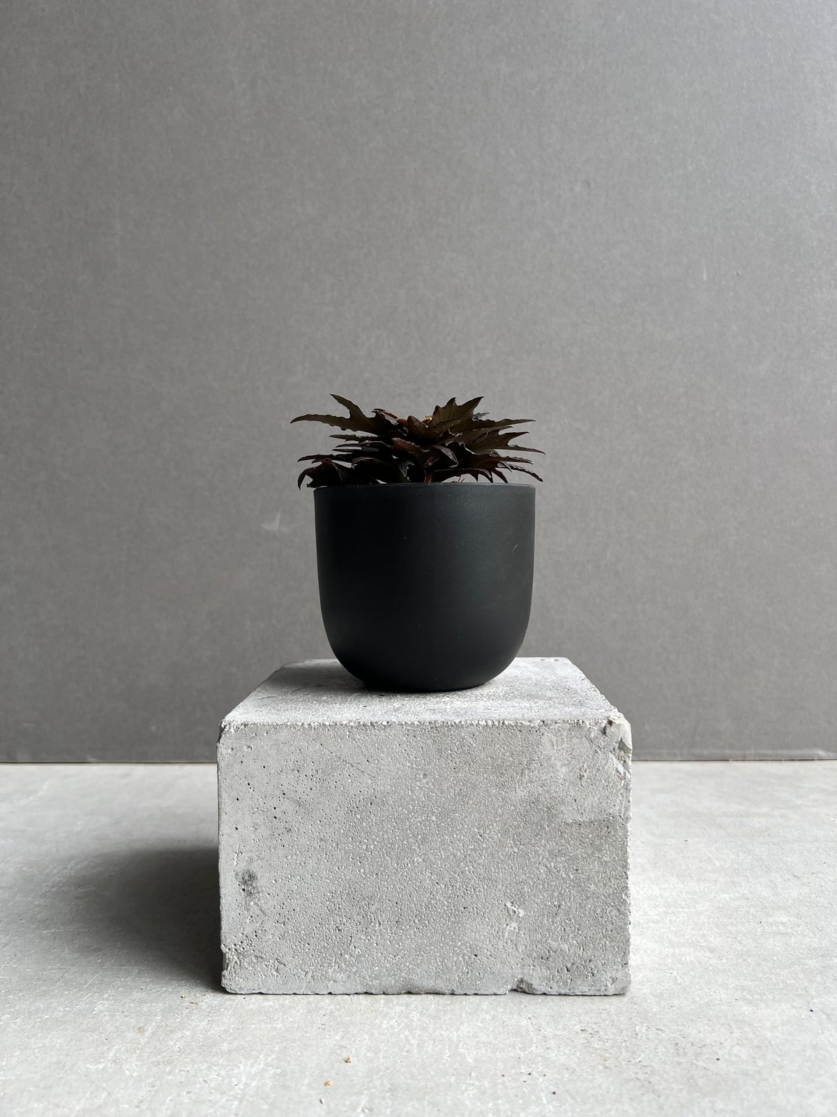 ユーフォルビア フランコイシー “エスプレッソ”「 Euphorbia
