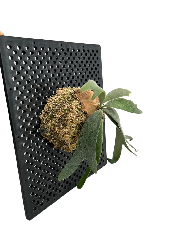 H.E campさま用　FW 子株とwillinckii子株 H.E campさま用 FW 子株とwillinckii子株 ビカクシダ