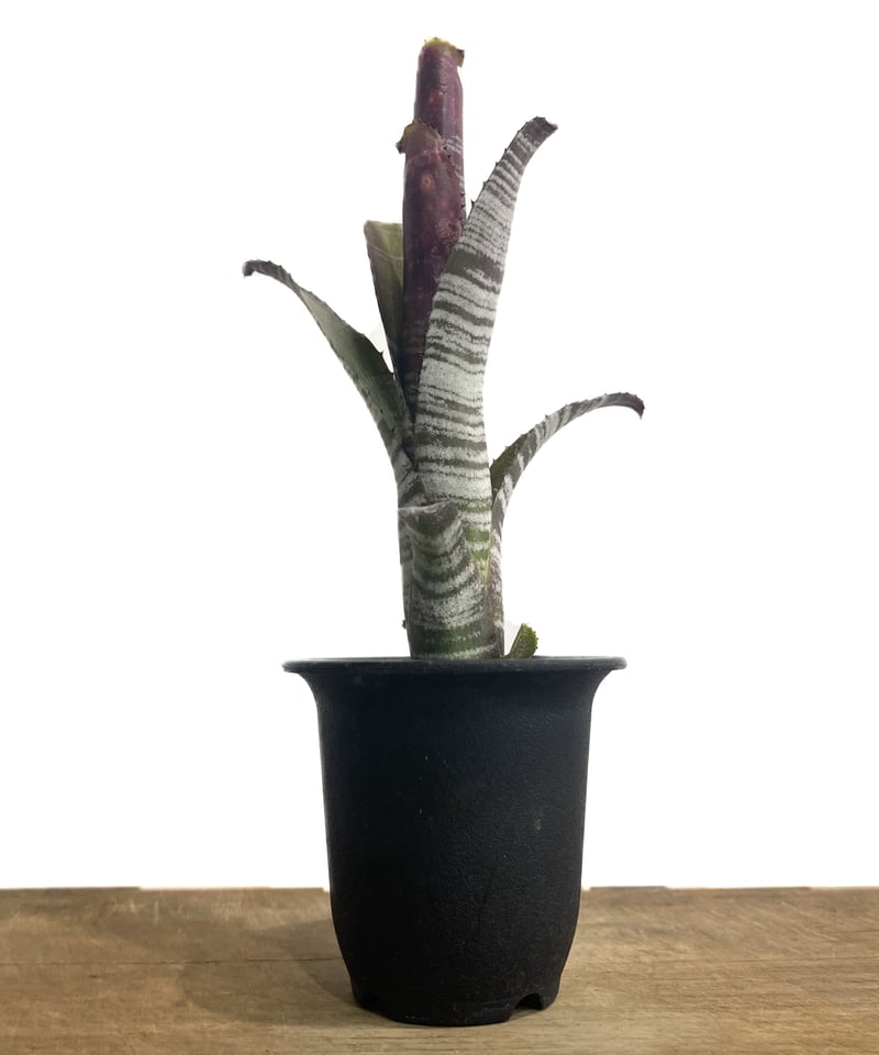 ビルベルギア コラン キャビア「Billbergia Kolan Caviar」3/8 ビルベルギア コラン キャビア「Billbergia Kolan Caviar」3/8
