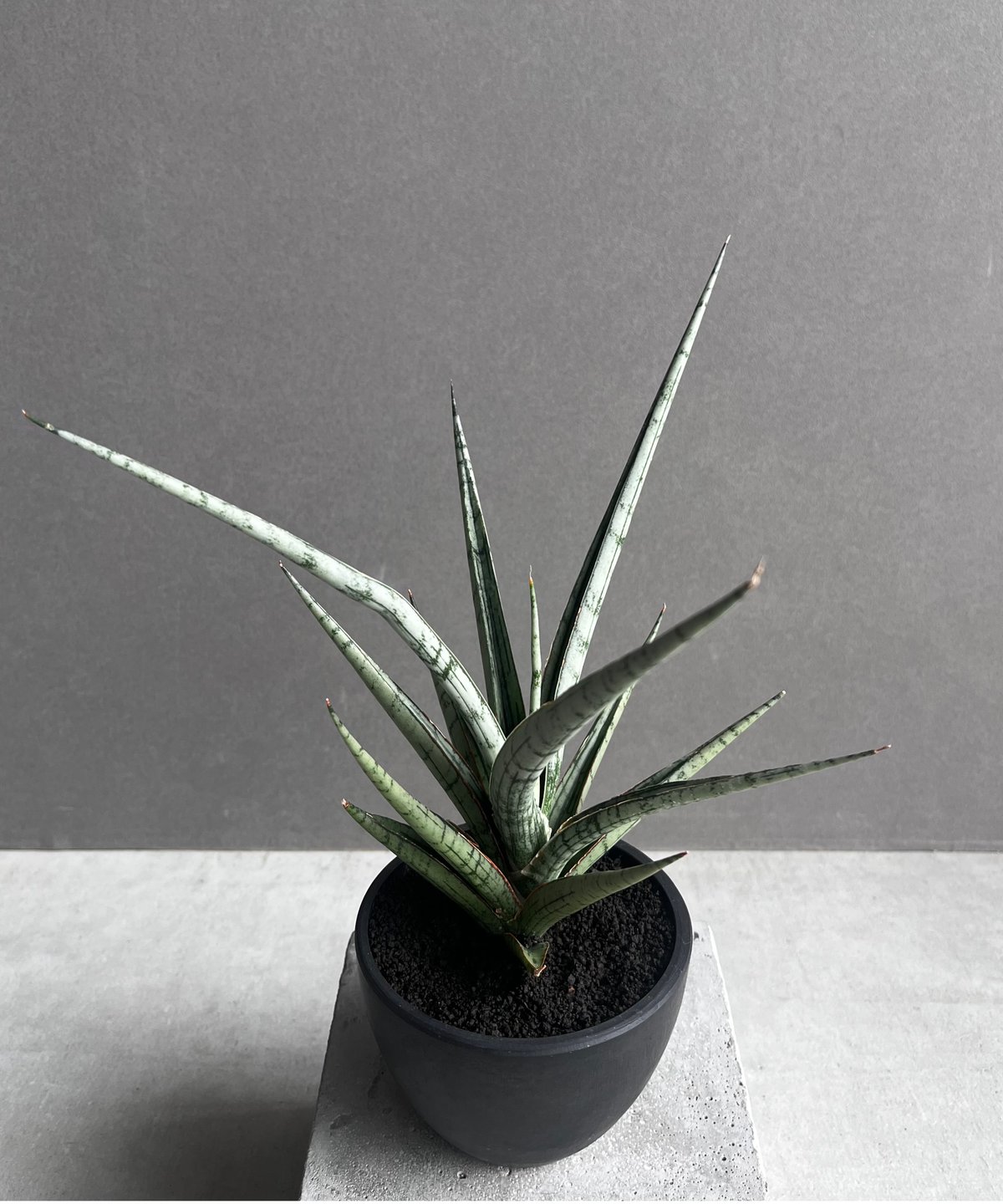 サンセベリア プラ カイ ケオ 「Sansevieria Pra Kay Kaow (by