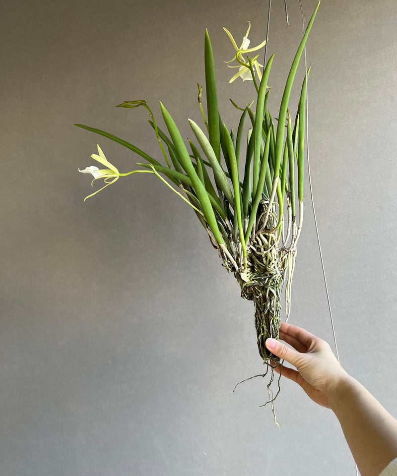 イスラヤ　パウシスピノーサとフラビスピナ イスラヤ パウシスピノーサとフラビスピナ