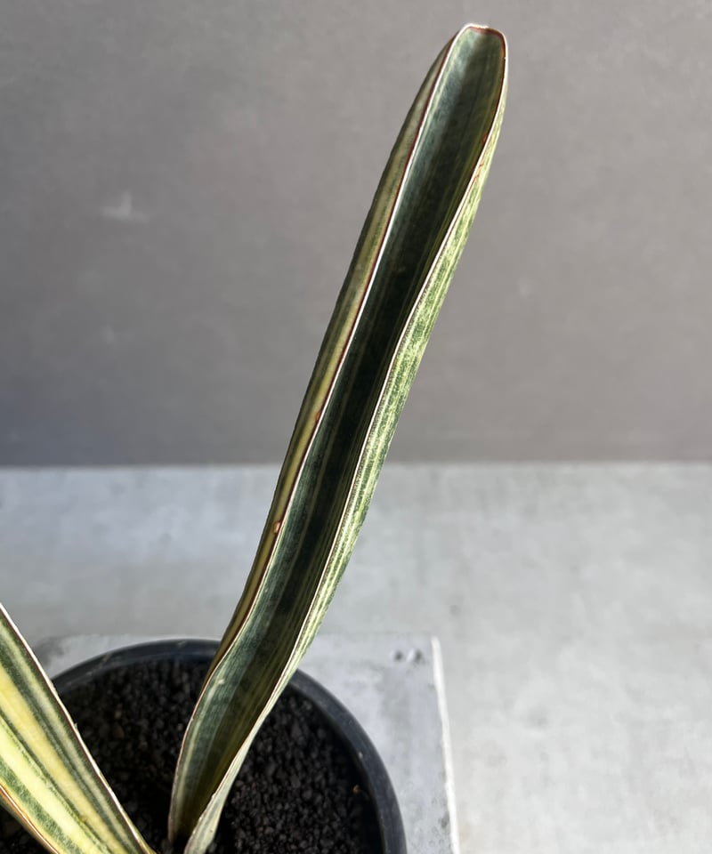 サンセベリア ハリー ベースボールバット 斑入 「Sansevieria サンセベリア ハリー ベースボールバット 斑入 「Sansevieria