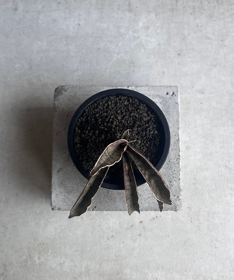 サンセベリア ピンクパンサー 「Sansevieria Pink Punter」35F | S