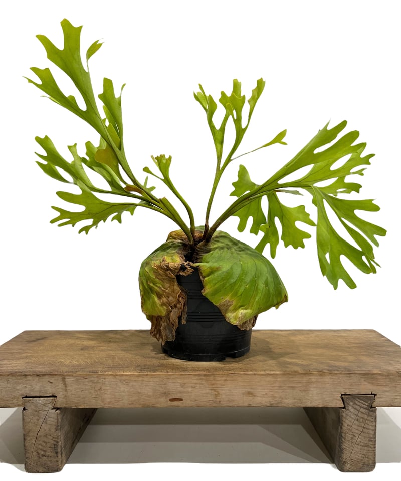 ビカクシダ リドレイ(by ヌクル) 「Platycerium ridleyi (by Nuk