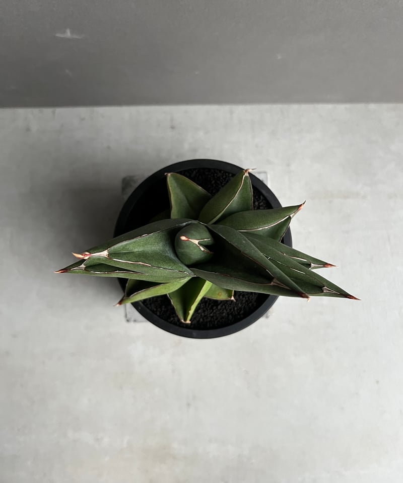 サンセベリア オペラ ハウス 「Sansevieria Opera House 」91A |