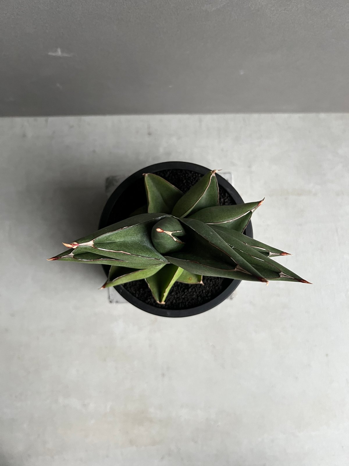 サンセベリア オペラ ハウス 「Sansevieria Opera House 」91A |