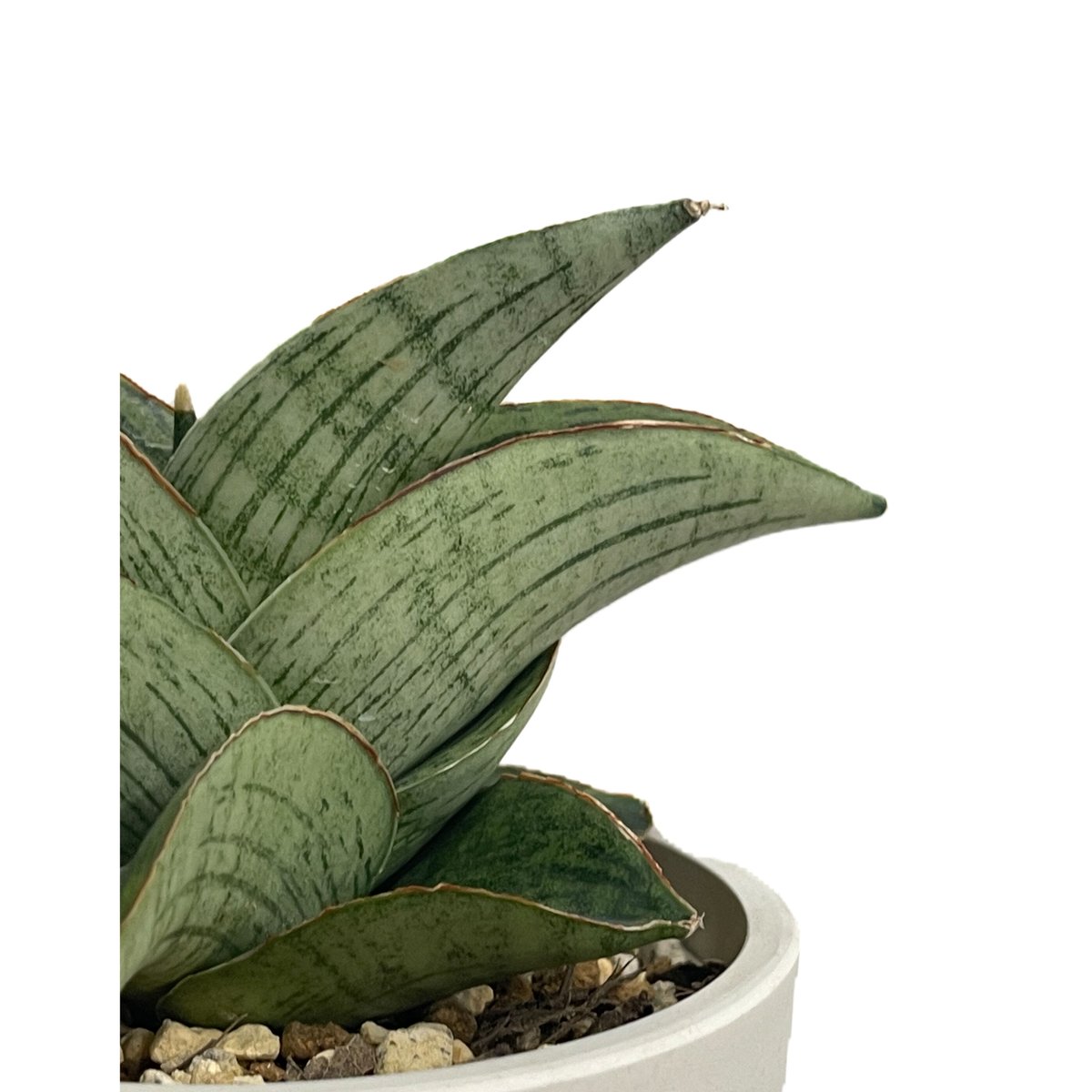 サンスベリア Sansevieria Sandee B
