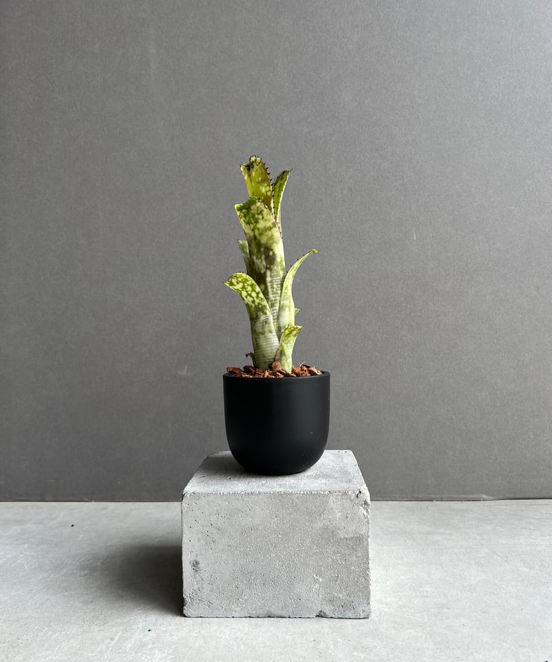 ビルベルギア ライム ストーン 「Billbergia Limestone」2D | SHOU