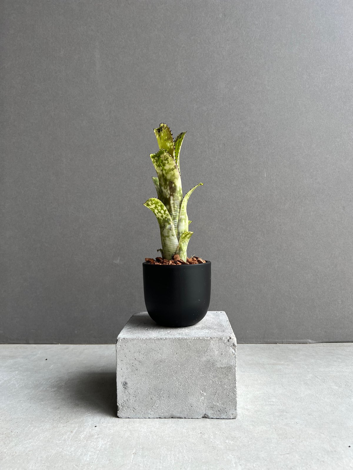 ブロメリア・エアープランツ Billbergia Lime Stone Billbergia Limestone【artPLANTs】 ビルベルギア/タンク