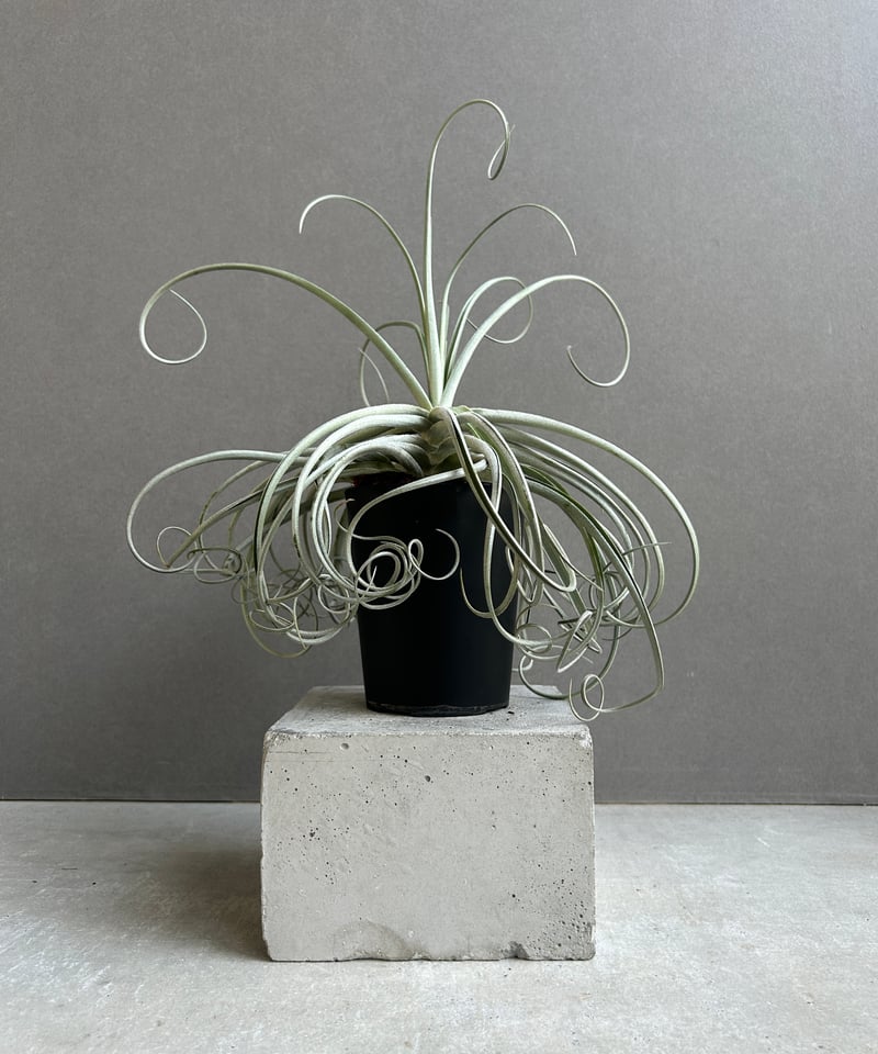 ティランジア ドゥラティ x ストリクタ 「Tillandsia duratii x