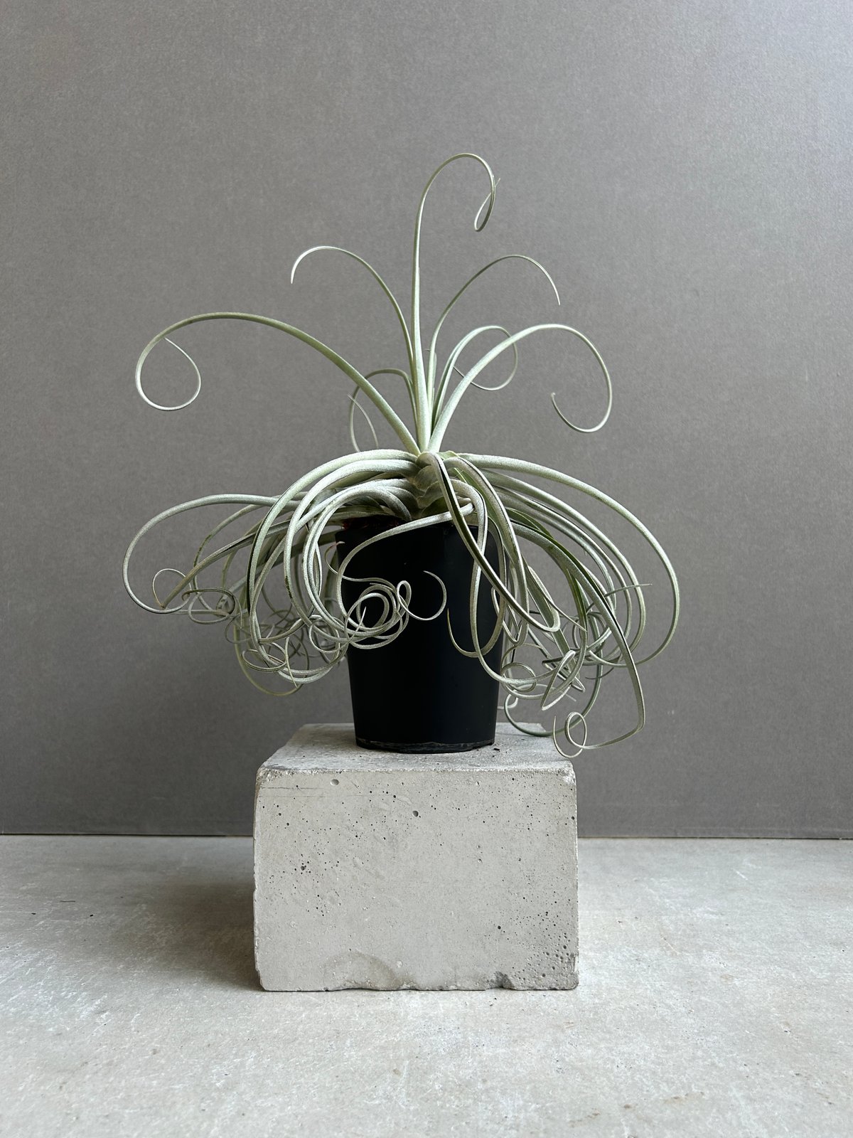 ティランジア ドゥラティ x ストリクタ 「Tillandsia duratii x stri