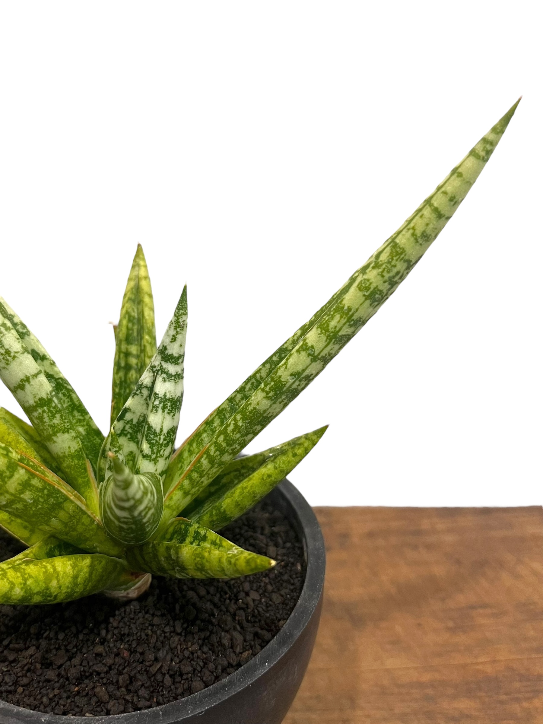 サンセベリア ゼブラ 「Sansevieria Zebra (by Unyamanee Gar