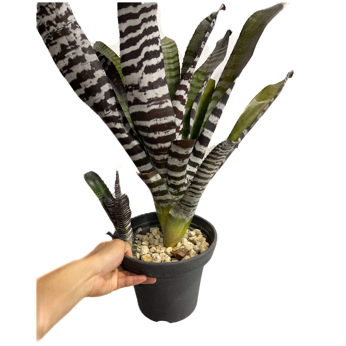 エクメア チャンティニー ブラック セレクト「 Aechmea chantinii Black