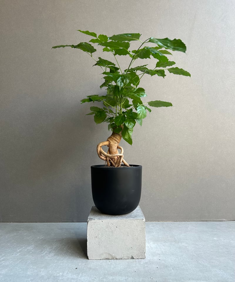ヘテロパナックス フレグランス「Heteropanax fragrans」82L | SHOU
