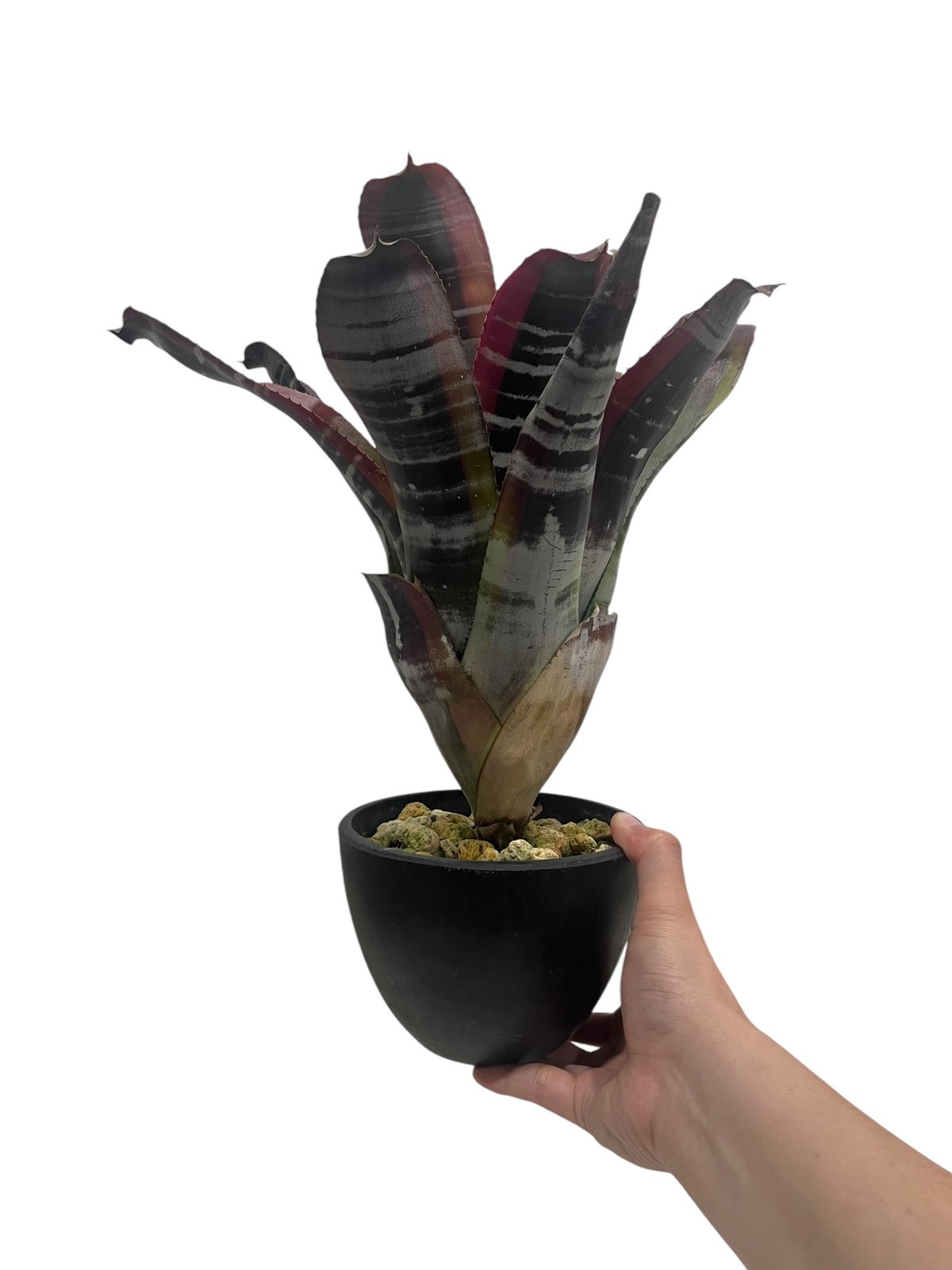 エクメア　オットー エクメア オットー | ソレトナ植物店