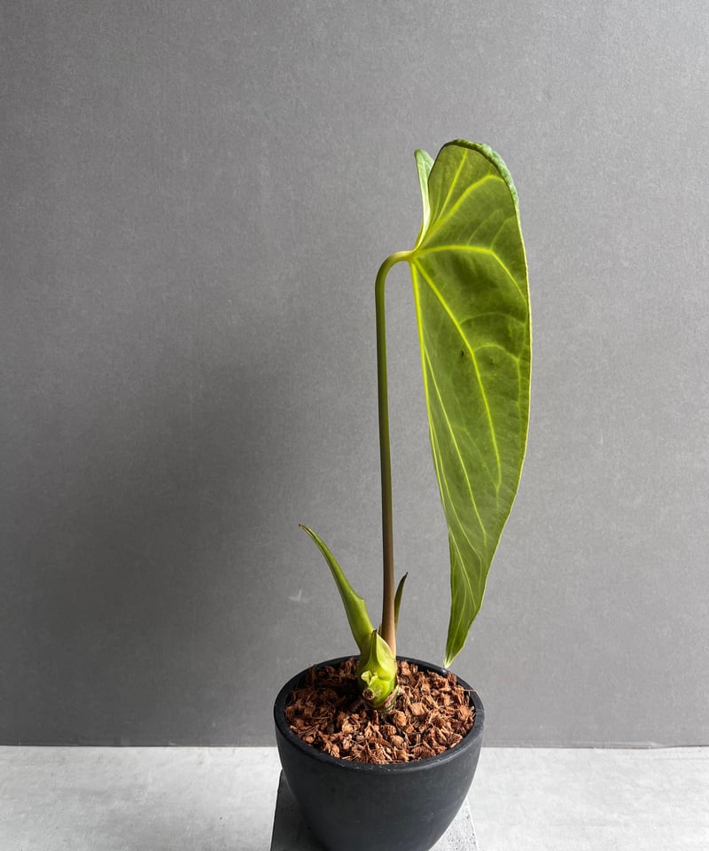 アンスリウム レガレ(コロンビア/ペルー) 「Anthurium regale (Colomb