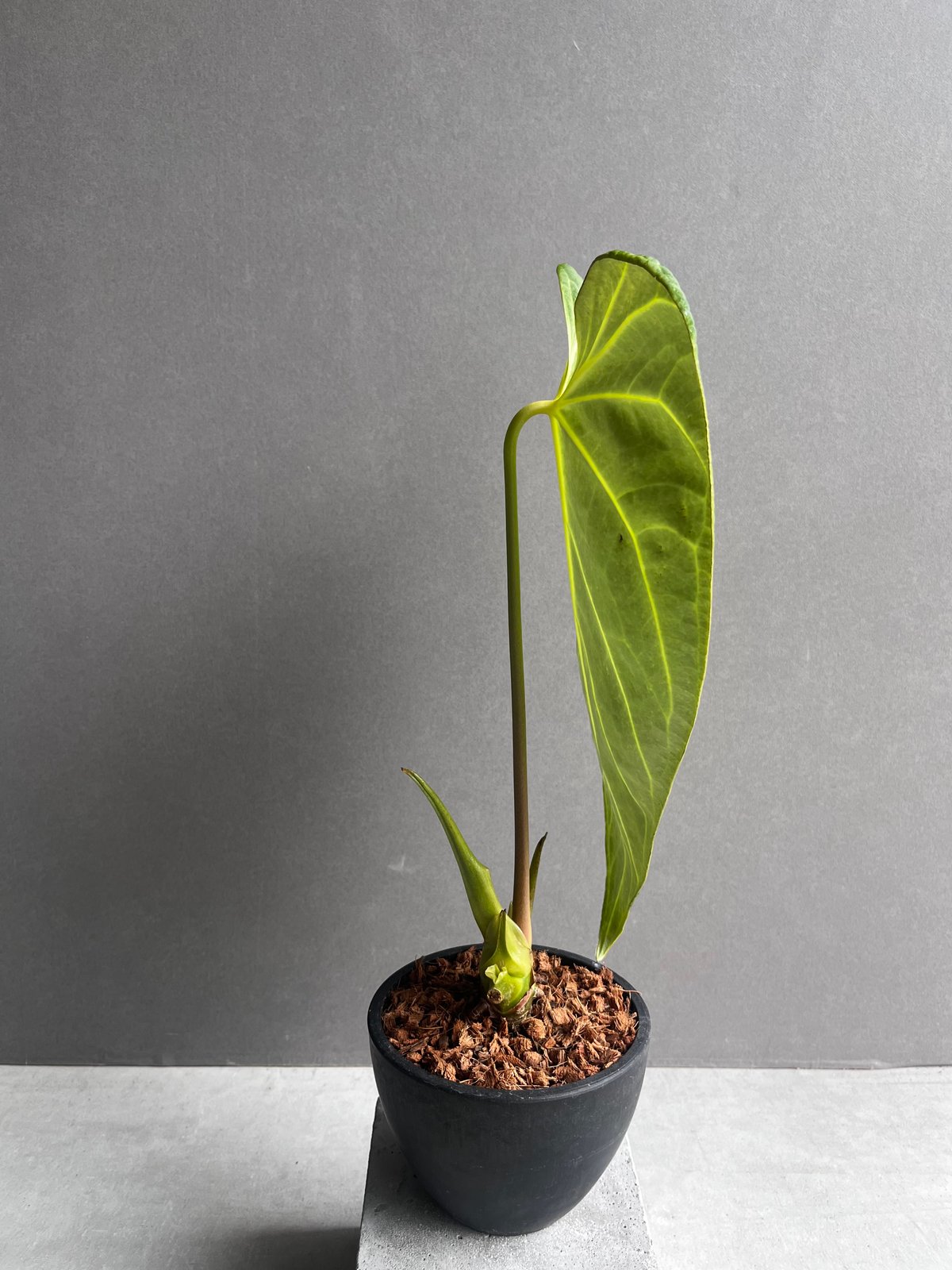 その他観葉植物 Anthurium regale アンスリウム レガレregale