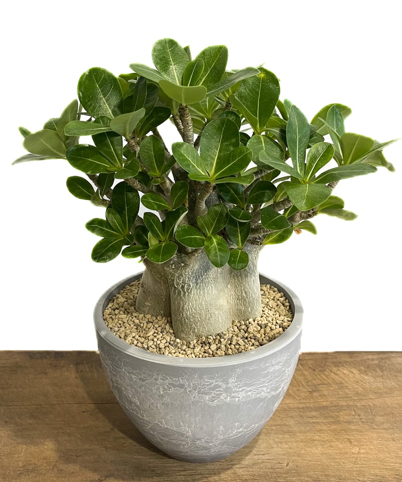 アデニウム アラビカム ドワーフ タイプ「Adenium arabicum dwarf ty