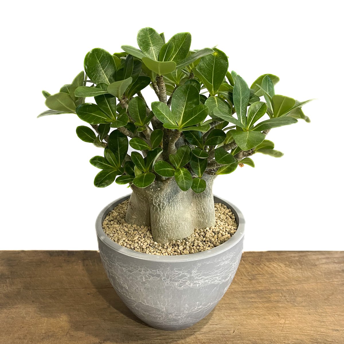 アデニウム アラビカム ドワーフ タイプ「Adenium arabicum dwarf ty