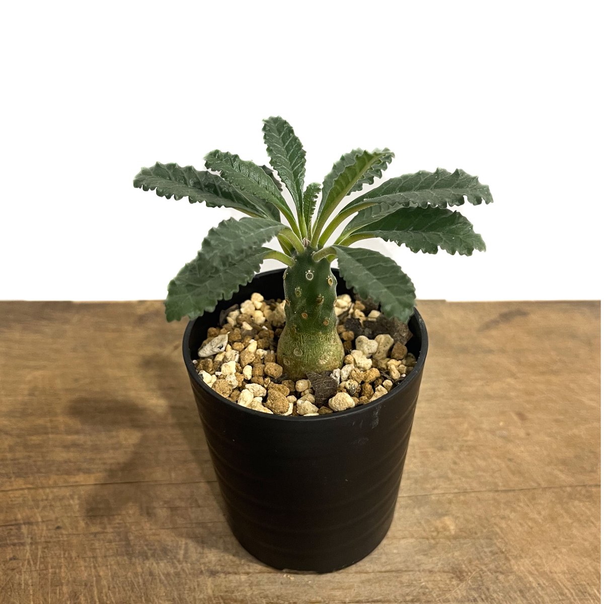 ドルステニア ラブラニー 「Dorstenia lavrani」4/26-378 | SHOU