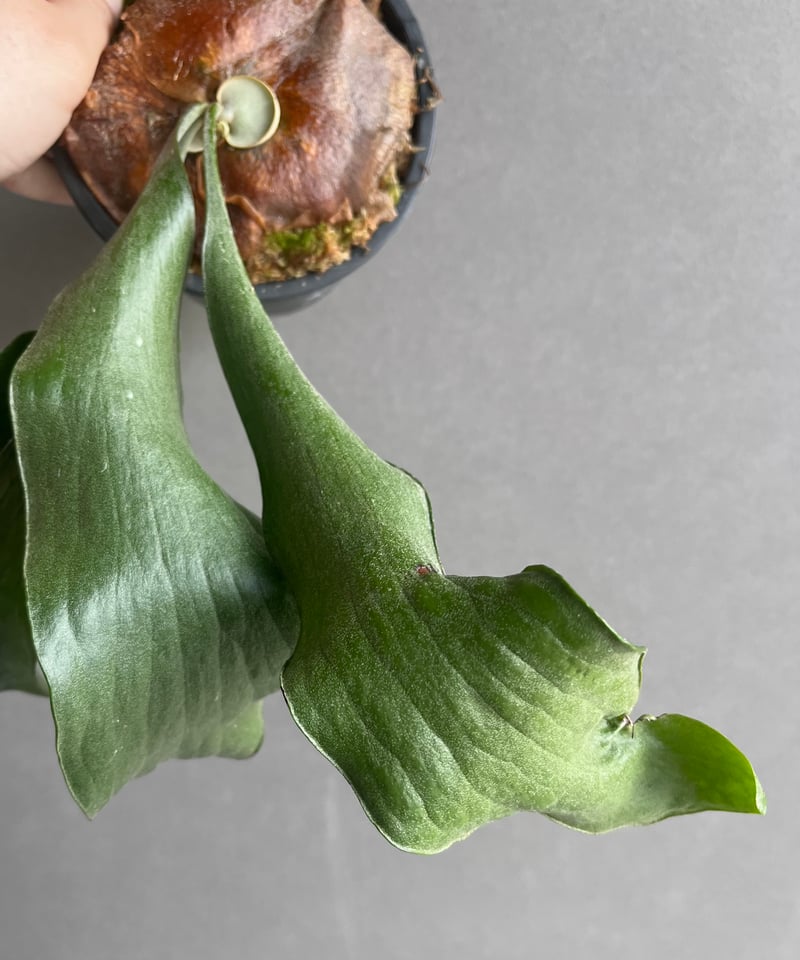 ビカクシダ ヒリー cv. ドラゴン “パチャリン”(子株) 「Platycerium hi