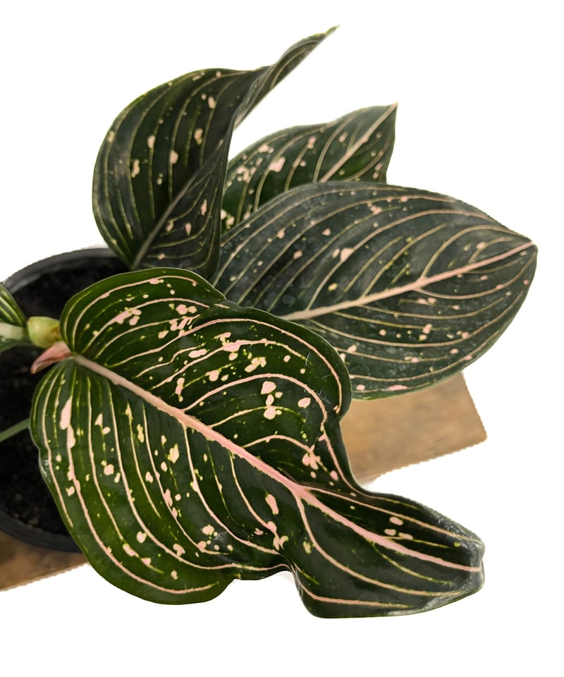 アグラオネマ シティ (選抜個体)「Aglaonema Siti (Select)」3/23-