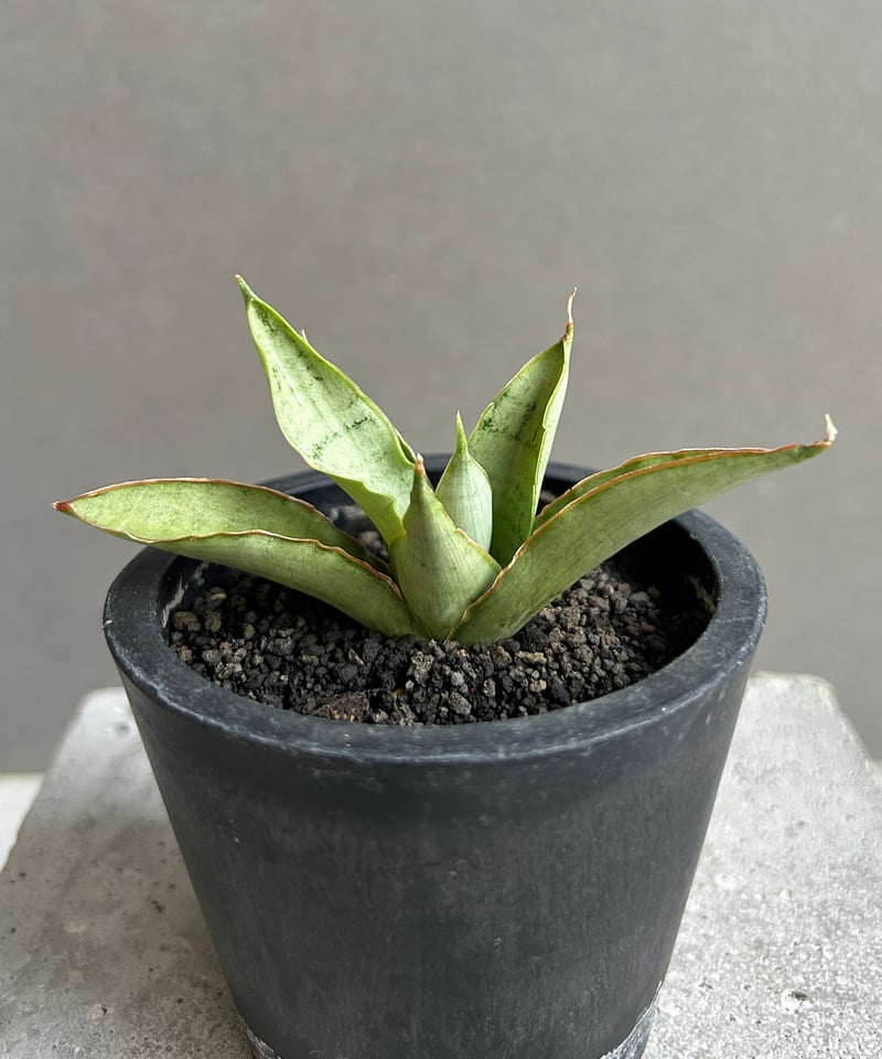 サンセベリア サイゴン 「Sansevieria Saigon (by Unyamanee