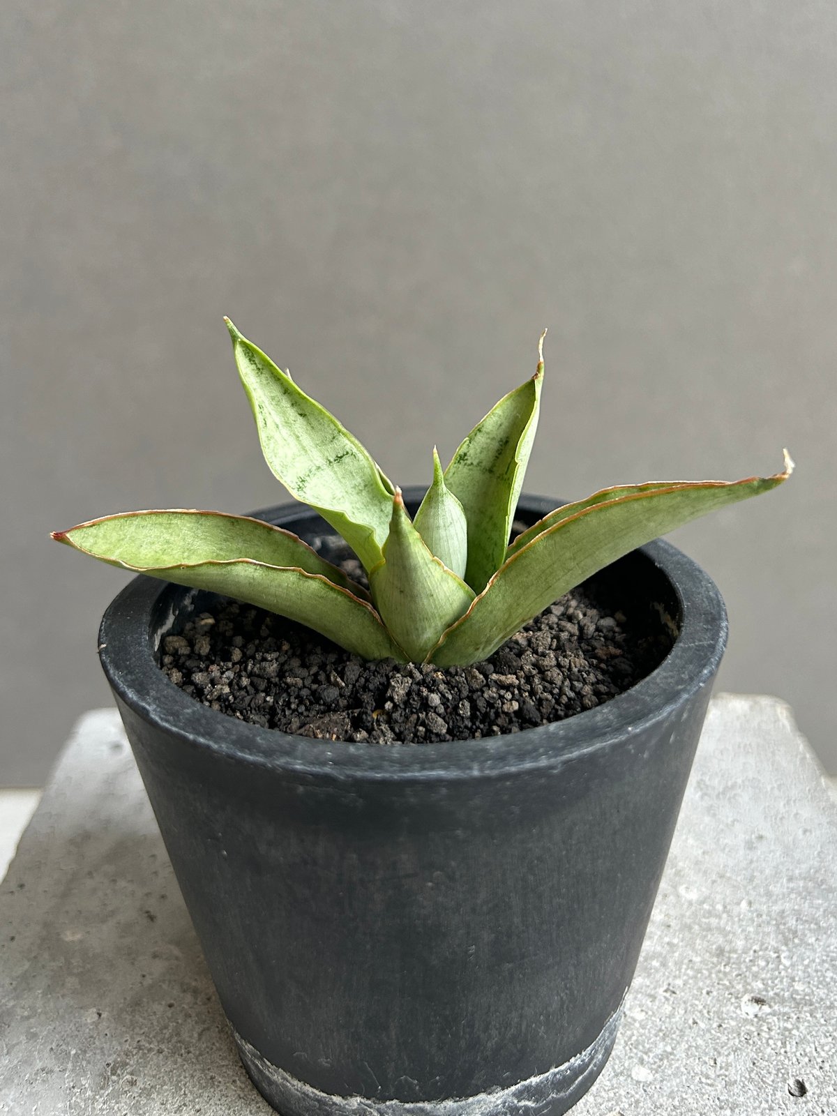 サンセベリア サイゴン 「Sansevieria Saigon (by Unyamanee