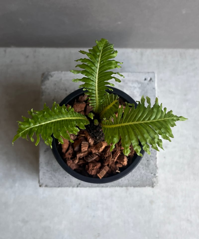 ブレクナム ギッバム ドワーフ 「Blechnum gibbum Dwarf 」21F | S