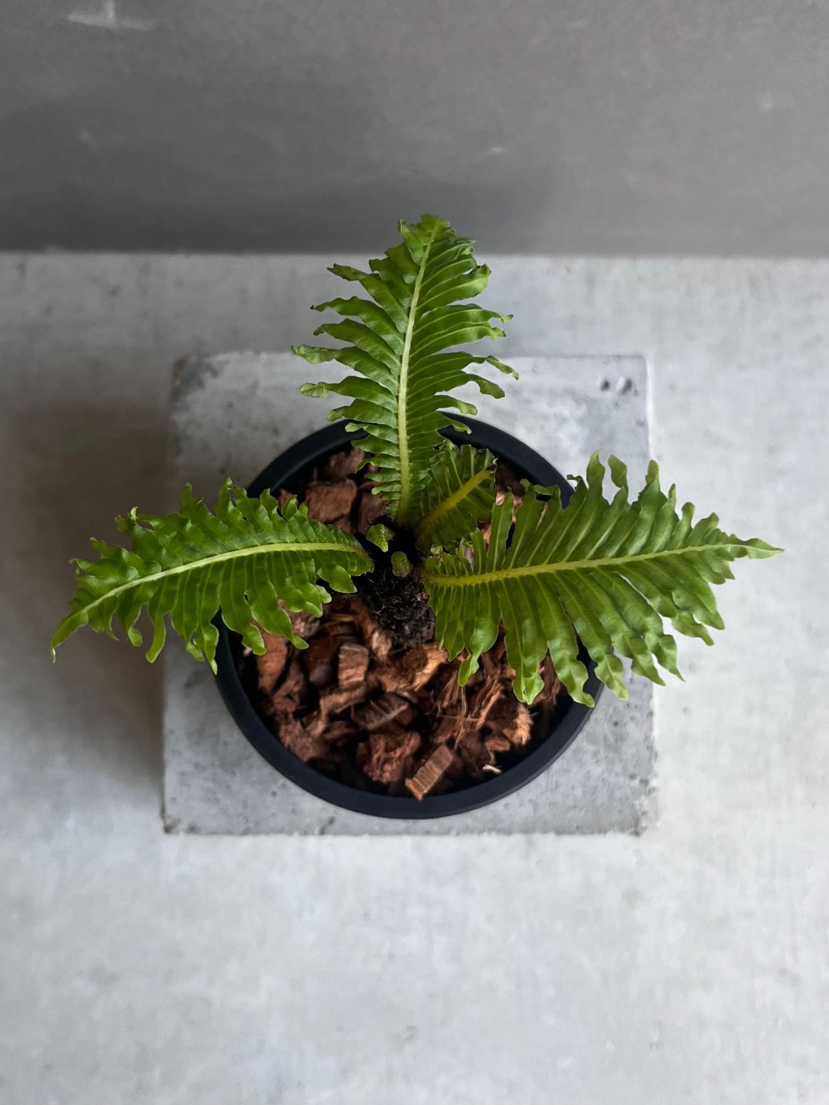 ブレクナム ギッバム ドワーフ 「Blechnum gibbum Dwarf 」21F | S