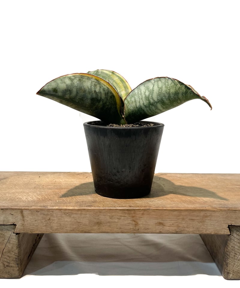 サンセベリア ES.849 斑入「Sansevieria ES. 849 var.」 8/8