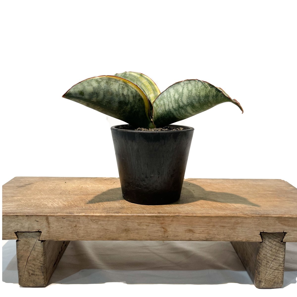 サンセベリア　ES849 サンセベリア ES.849 斑入「Sansevieria ES. 849 var.」 8/8