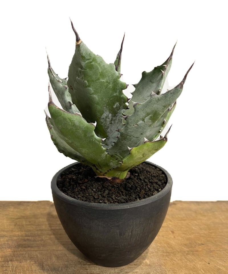 アガベ コロラータ「Agave colorata」10/13 | SHOUCHIKUEN